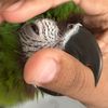 riotheseveremacaw