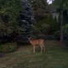 fawnreere
