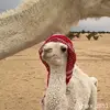sa507507507