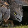 🦅مــڸــک اڸــ؏ــڦــبــٱن 🦅