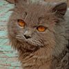 pagal_larki718
