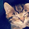 mlvy_yzd