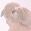 blossombethbunny
