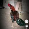 lal.mohammed.baloc
