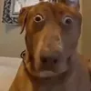 caca