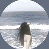 larin.1122