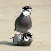 golyb_dzeno