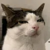 Gatitos Malvados