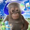 orangutanbud