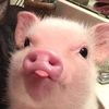 butter_panda