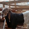 ade.farm73