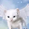 catgirl555_