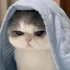 Ú^ᴥ^࿐