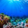 under.the.sea048