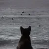 hoomm076