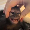 Sra
