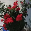user98409493511340