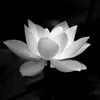 尼尼