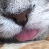 Batatik