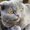 meowtrix01