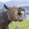 yourdailylaughz