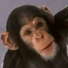 concucacdaubuoi