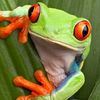 frogcr67