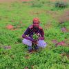 emao.hqa