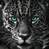 user8113625218379