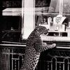 |ريماسس🐆