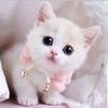 cute cat