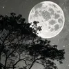 1zaa_999