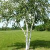 birche51