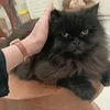 teena_zaitoon