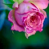 derya.gul45