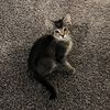 WD-40 The Cat