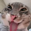 tbaothicfi5