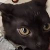 newfreli