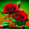 fiaz.joyia.302