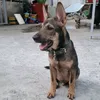 gauu_idol