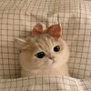 catisland9