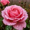 rifa.moni279