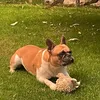 emilderfrenchie