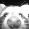 raccoon_20032