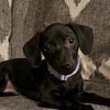 stella.the.chiwee