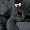 op.uii0