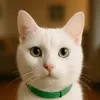 miaoutubeur