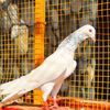 786pigeonclub05
