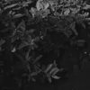 _zani31_