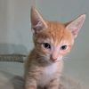 gingerduhcat